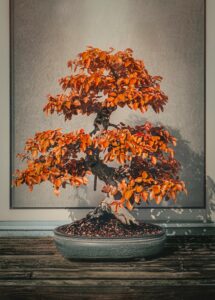 De geschiedenis van bonsai in Vlaanderen