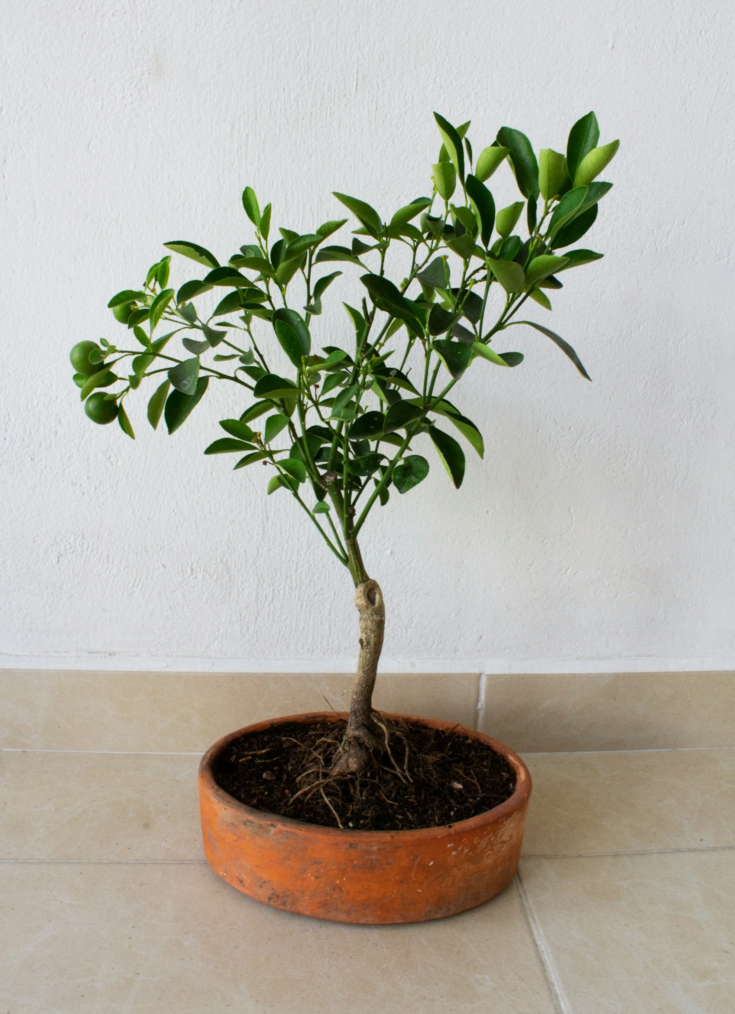 Inspiratie voor het vormgeven van je bonsai