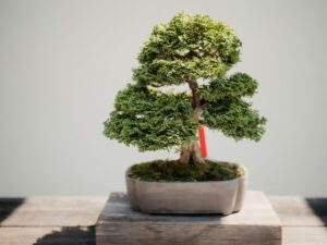 De juiste pot kiezen voor jouw bonsaiboom