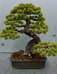 Seizoensgebonden verzorgingstips voor bonsai