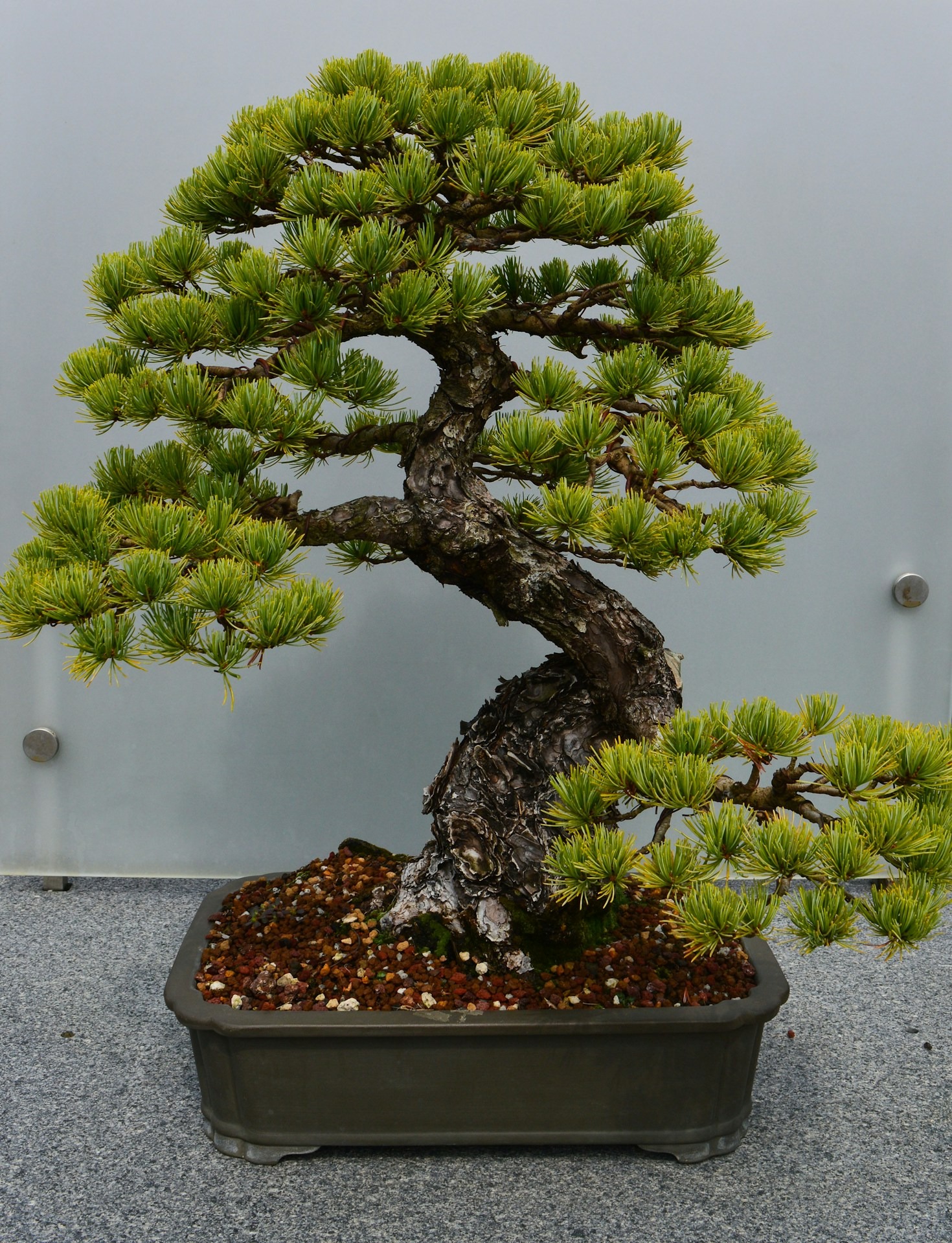 Seizoensgebonden verzorgingstips voor bonsai